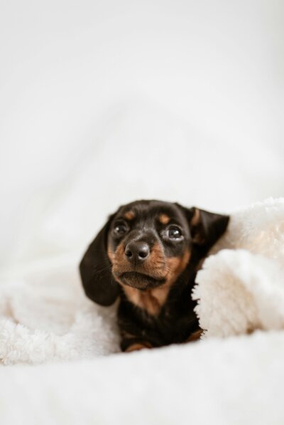 Complete the required pet screening form for your rental application. Ensuring pet-friendly rentals with responsible pet ownership.