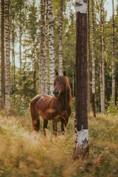 Finnhorse-stallion-in-a-spruce-forest-photographed-by-Kreetales-Photography