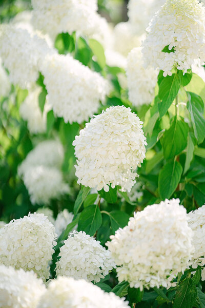 closeup of white hydrangeas in the sunlight 