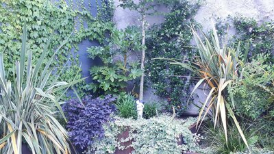 Terrasse aménagée avec plantes rampantes et bacs de plantes