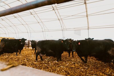 Herd of black cows