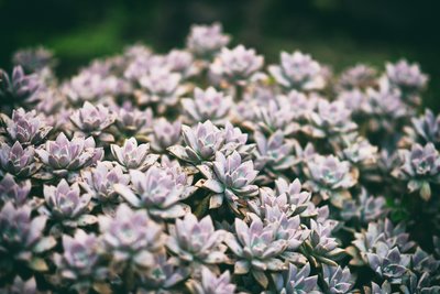succulents3