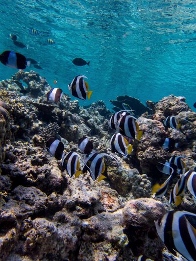 maldives underwater