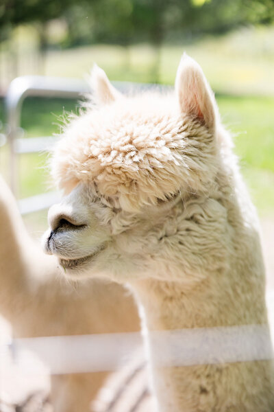 head shot of an alpaca