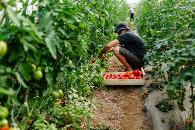 A farmer harvesting organic tomatoes.