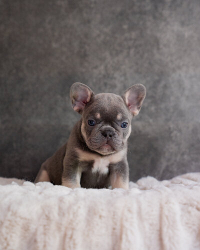 Lilac Frenchie