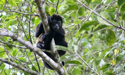 Howler monkey in Nosara Costa Rica