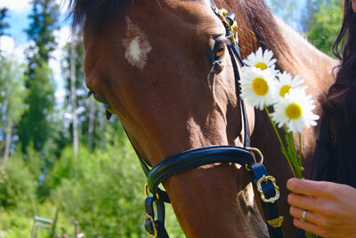 Bay horse with a white star on her forehead with daisies held by her face, profile for animal communication course. 