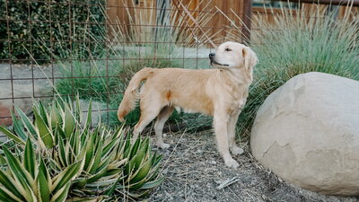 Side profile of stud dog at The Little Retriever Ranch