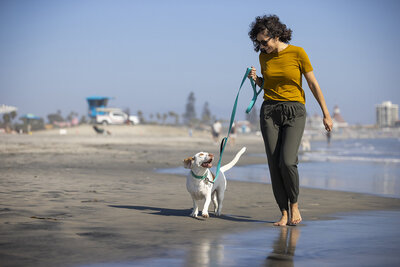 commercial-pet-photography-dog