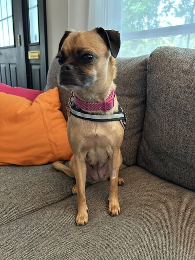 Dixie (6)