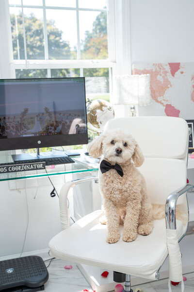 Adorable dog wearing a bow tie sitting on a white office chair