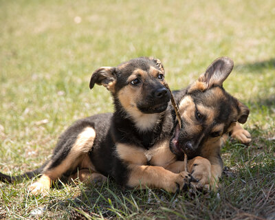 Two German Shepherd mix puppies both chewing on a stick.