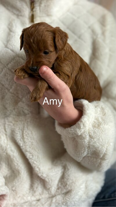 Amy petite Goldendoodle female adult size 12-15# , max coat