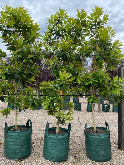 WATER GUM 'LUSCIOUS' Tristaniopsis Laurina Luscious