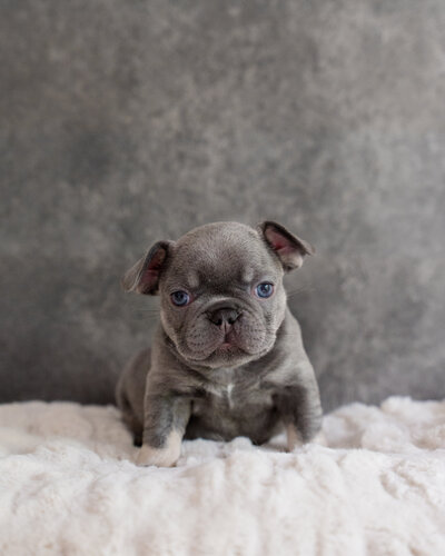Available  Male Blue Pied French Bulldog