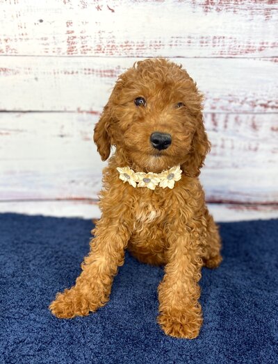 Cooper