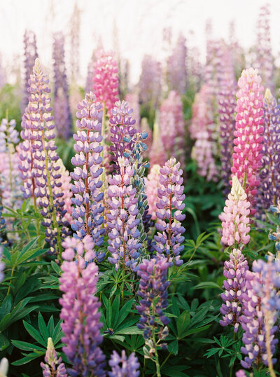 Close up picture of field of pink and purple lupines- Romero Album Design