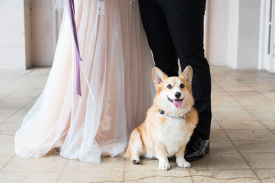 Corgi dog sits at feet of his bride and groom owners