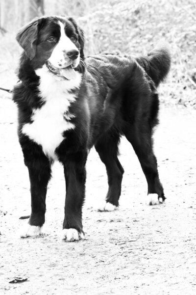 Siena therapiehond zwart wit