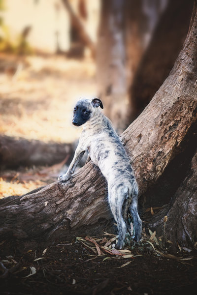 Adelaide hills dog photoshoot mount barker