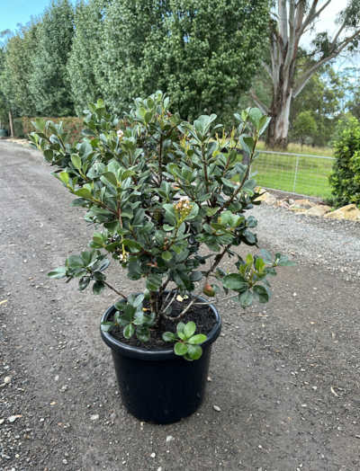 INDIAN HAWTHORN Rhaphiolepis umbellata ovata