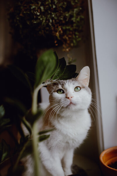 CHICAGO-PET-PHOTOGRAPHY-BY-MEGAN-SAUL-PHOTOGRAPHY (45 of 72)