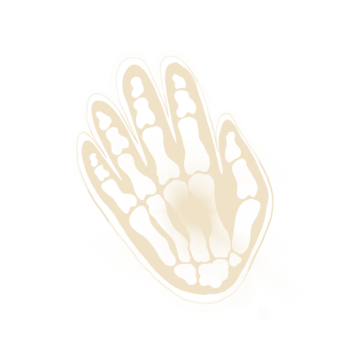 illustration of a skeletal hand