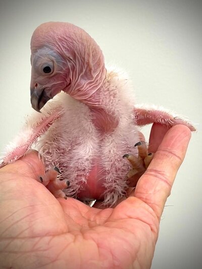 CA-Condor-Alliance-8