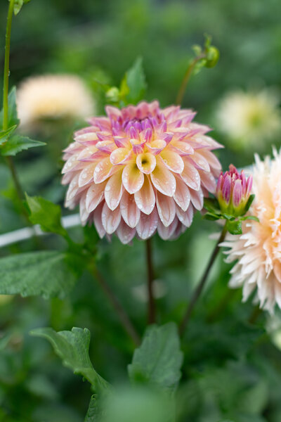 dahlia, crichton honey