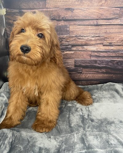 Charlie