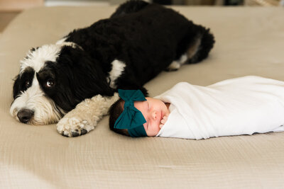 newborn baby girl laying on bed with dog