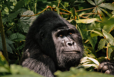 Gorilla sitting amongst the forest