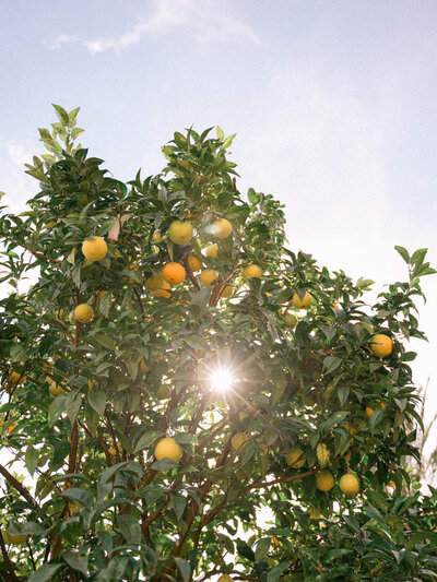 Mother and infant wearing white in the spring flowers at Westerpark in Amsterdam.