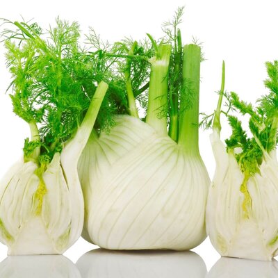 Is Fennel Healthy What are the Benefits of Eating Fennel