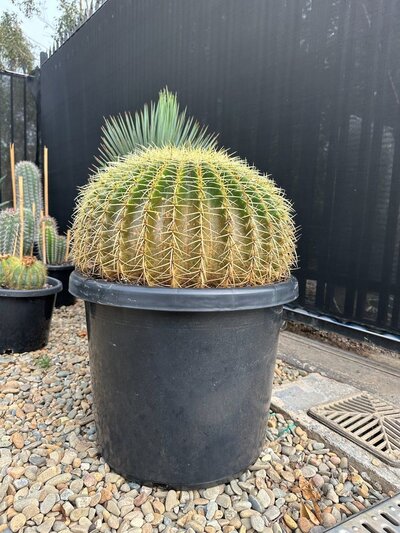 GOLDEN BARREL CACTUS Echinocactus Grusonii