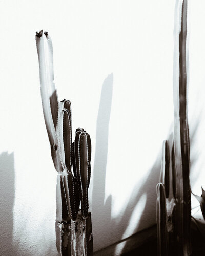 cactus-BY-CALEYDIMMOCK