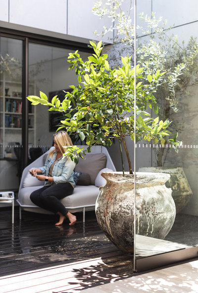 Amanda Wyeth Design| Manly Courtyard | Citrus & Olive Tree in Atlantis Urn |Hive Ego Daybed