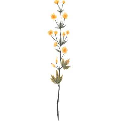 twig of yellow flowers