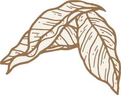 A simple illustration of two dried, crumpled leaves with brown outlines and beige shading, showing prominent veins—ideal for use in a white label design course focused on texture and detail.