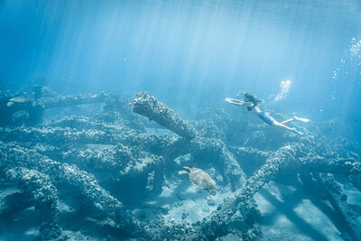 honu me underwater '20 ©Rachael Zimmerman Photography-107094-2