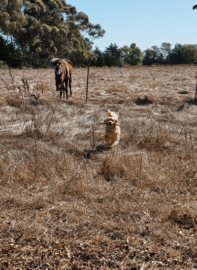 Mini Golden running with stick at Little Retriever Ranch on California Coast