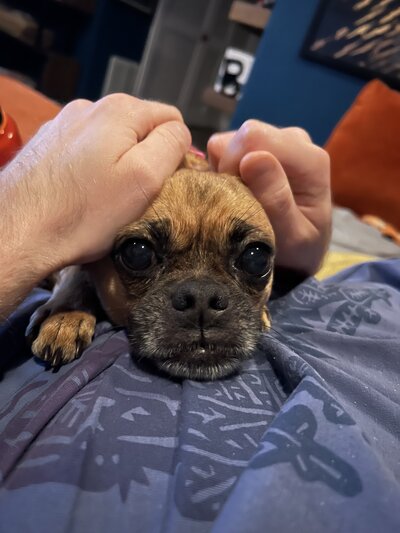 Dixie (3)