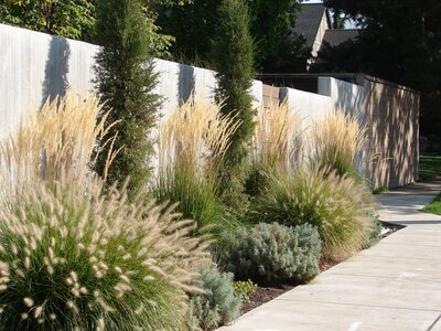 An urban garden with tall ornamental grasses lining a concrete path, casting shadows on a wall.