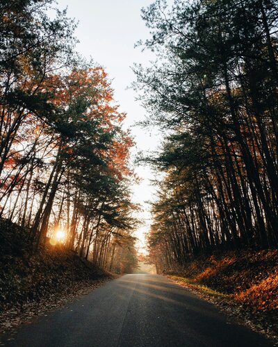 Image of path through a forest, symbolizing the journey ahead