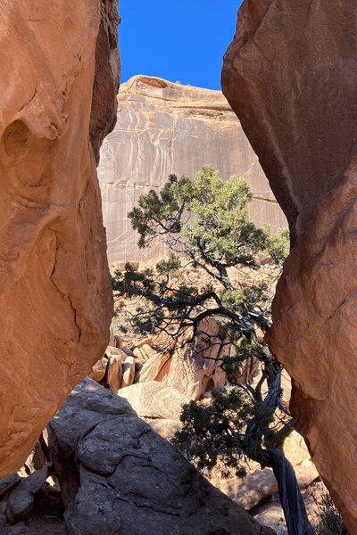 View between cliffs at tree symbolizing a path forward