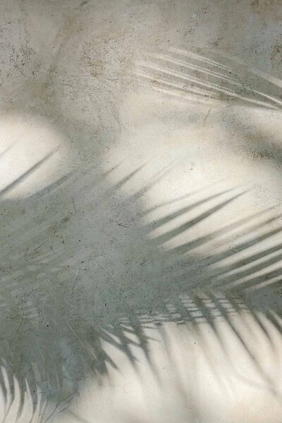 Ombre de feuilles de palmier sur le sol