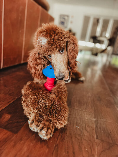 Teddy Poodle playing with a dog toy