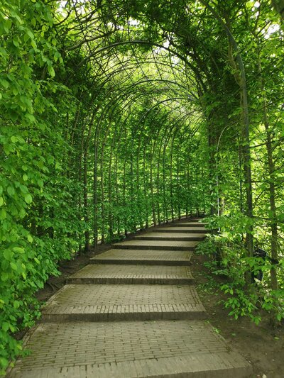 Walkway through Green Leafy Vine Arbor