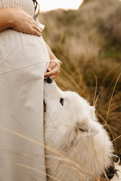 A pregnant mother holds her belly while her dog sniffs her belly during a maternity photoshoot in christchurch